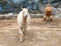 -栾川竹海野生动物园
