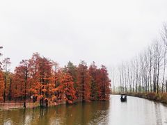 -池杉湖湿地公园