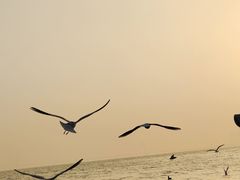 -深圳湾公园(南山区)