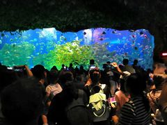 -芜湖新华联大白鲸海洋公园