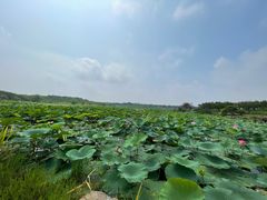 -上海海湾国家森林公园