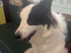 -顺强宠物诊所·狂犬免疫·夜诊·骨科(嘉定店)
