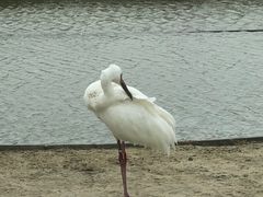 -盐城丹顶鹤湿地生态旅游区