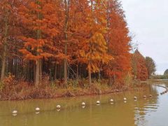 -上海海湾国家森林公园