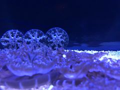 -暹罗海洋世界