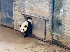 -都江堰中华大熊猫苑