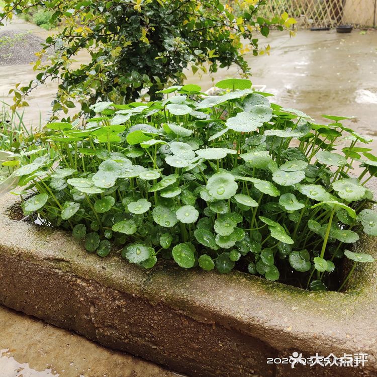 金钱草是一种常见植物，而且是一种中药材，主要功效可预