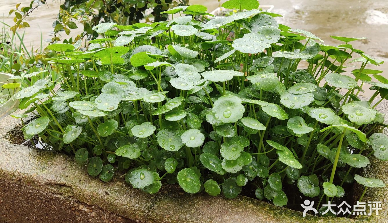 金钱草是一种常见植物，而且是一种中药材，主要功效可预