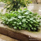金钱草是一种常见植物，而且是一种中药材，主要功效可预