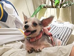 -安安宠医宠物医院·异宠·犬猫内科(岳阳分院)