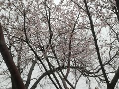 -桃花堤公园