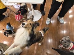 -汪说·狗咖·拼豆·宠物周边DIY(旺城大厦店)