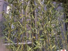-功夫小龙虾·烧烤·江湖菜(金沙洲店)