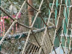 -西双版纳原始森林公园