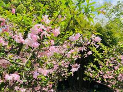-顾村公园