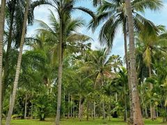 -中国科学院西双版纳热带植物园