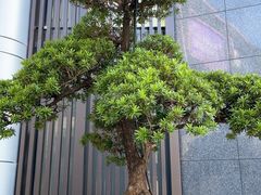-星璞全日餐厅·高空自助餐(深铁铂尔曼酒店)