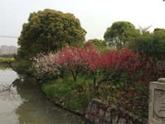 -南汇桃花村