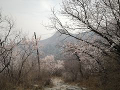 -阳台山自然风景区