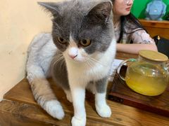 -李小姐の猫咖啡馆(五角场店)