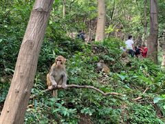 -黔灵山公园