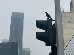 -都念榴莲·城市榴莲