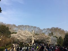 -武汉大学-樱园