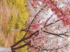 -古柏渡丰乐樱花园