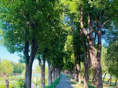 -洪湖生态旅游区