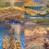 杭州海鲜🦞十四年的老店本地人首推