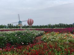 -荷兰花海