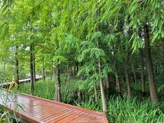 -昆山城市生态森林公园