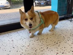 -瑞派康怡24h宠物医院·犬猫医疗中心·微创绝育(瑞景分院)