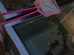 鲜活的蝦蟹-三亚海韵度假酒店·渔人码头海鲜火锅BBQ自助餐厅·落日吧