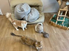 -唐小姐の私宠·宠物洗护美容·撸猫馆·购宠(周浦万达旗舰店)