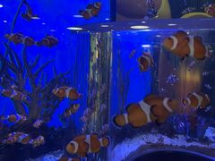 -瑞普利水族馆
