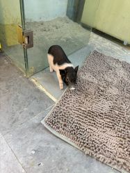 -神奇动物撸宠馆·羊驼·小浣熊·异宠(豫园店)