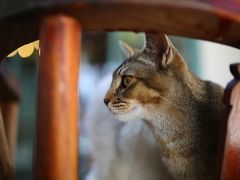 -喵屿·大理花园猫咖