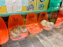 -猫咪博物馆(顶澳仔猫街店)