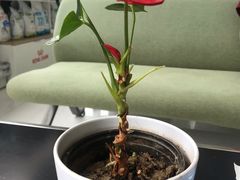 -北京恒爱动物医院(清景园分院)