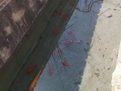-小仙居·农家宴烤羊· 农庄