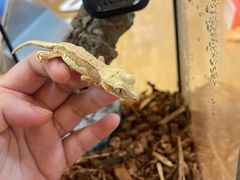 -酷以爬仙阁实体爬宠店·守宫·蜥蜴·专业繁育