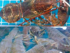 -三亚火车头万人海鲜广场