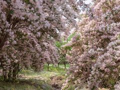 -永定河休闲森林公园