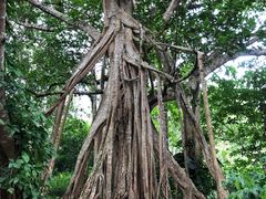 -中国科学院西双版纳热带植物园