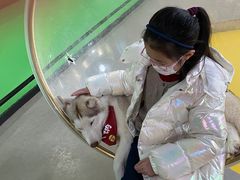 -Husky Go! 哈士奇体验馆·宠物咖啡厅狗咖