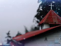 -阿里山神木遗迹