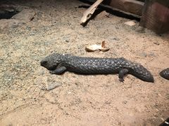 -费瑟代尔野生动物园