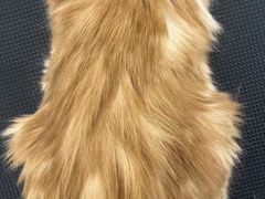 -comecome来吧宠物(奥克斯中心店)