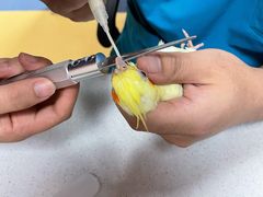 -哈尔滨道外花鸟鱼市场